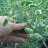 Todd's Seeds Sprouting Garbanzo Beans, Non-GMO, Chemical Free, High Germination