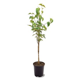 Generic Cherokee Princess Dogwood, White Flowering, Deciduous, Lustrous Green Foliage, 1 gal, Nursery Pot (Due to Agricultural Laws, we Cannot Ship to CA, AZ, AK, or HI)