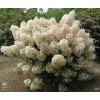 Proven Winners Hydrangea Blooms All Summer BoBo Dwarf Bush Live