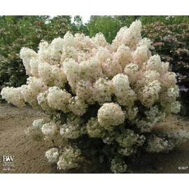 Proven Winners Hydrangea Blooms All Summer BoBo Dwarf Bush Live Plant Proven Winners 4" Pot