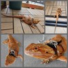 KUNBIUH Bearded Dragon Harness and Leash Adjustable(M,L,XL) - Soft Leather