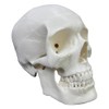 Anatomical Human Skull Model, Life Size 8 inch, Life Size,