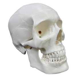Anatomical Human Skull Model, Life Size 8 inch, Life Size, 3-Part with Removable Cap (White)