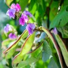 Outsidepride Hyacinth Bean - 200 Seeds
