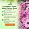Outsidepride Lavender Osteospermum African Daisy Seeds - 20 Pcs. Perennial