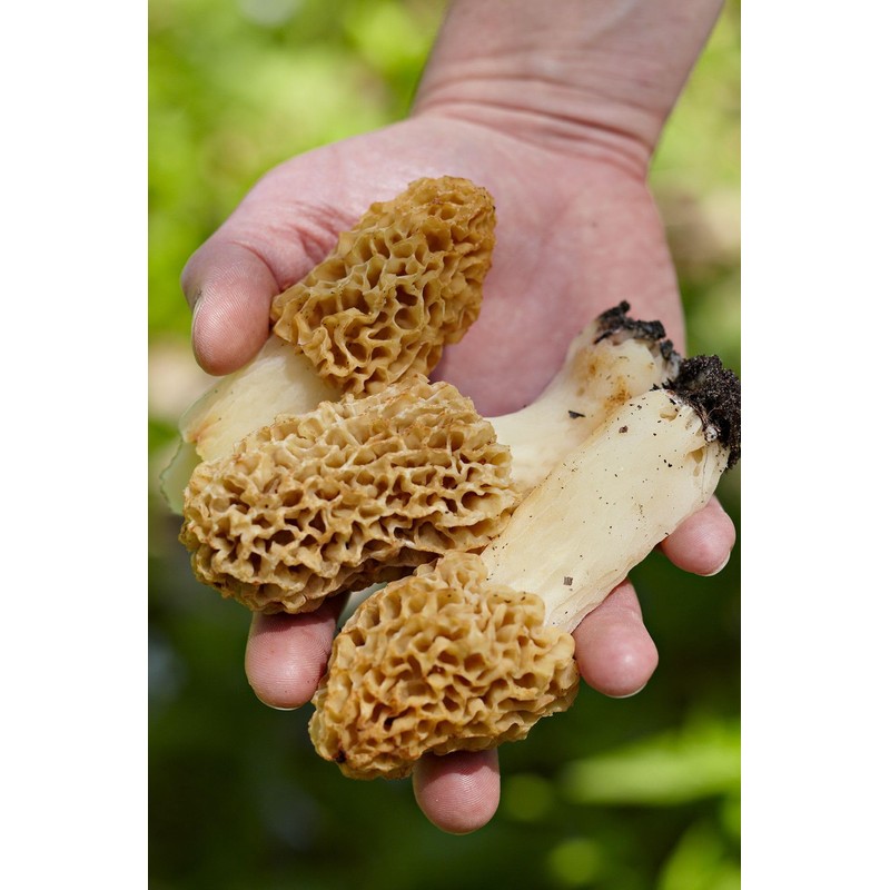 CEMEHA SEEDS - Morel Mushrooms Spores Mycelium Non GMO Spawn