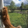 heqxwl Nylon Cat Protection Net for Balcony, No Drilling, Transparent,