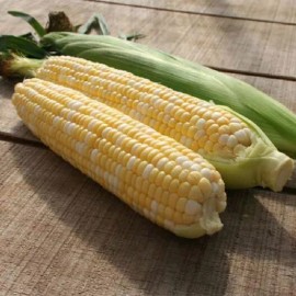 Mai's Family Peaches & Cream Corn Seeds | Non-GMO | Vegetable Seeds - 30 Seeds