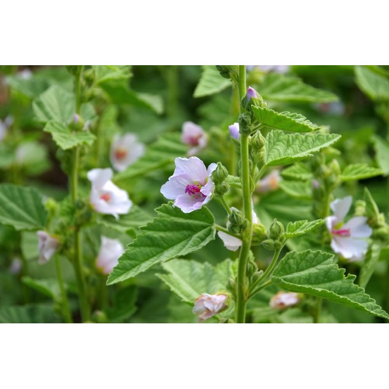 Lowhill Valley Marshmallow Leaf – Althaea officinalis Herbal Tea –