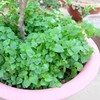 2000+ Seeds Crab Claw Herb Seeds rau cang cua Pepper