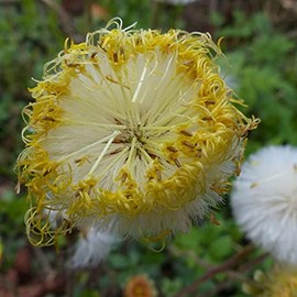 Coltsfoot Seeds (Tussilago farfara) 100+ Medicinal Herb Wildflower Seeds, Yellow