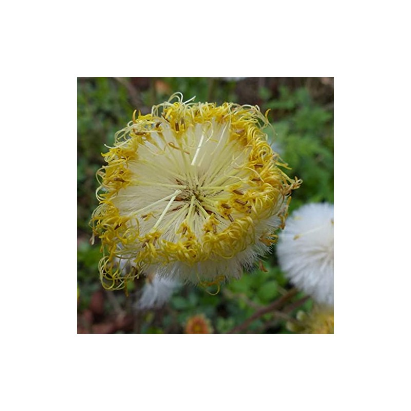 Coltsfoot Seeds (Tussilago farfara) 100+ Medicinal Herb Wildflower Seeds, Yellow