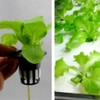 (SCGEHA) Hydroponic Cultivation Pot Seedling Kit, Pot, Sponge Set, Black,