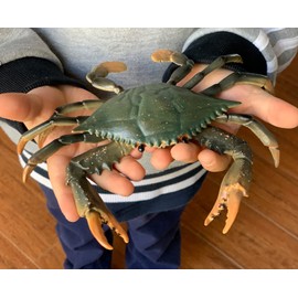 Gemini & Genius Crabs Animal Figures Marine Animal Toys Sea Life Action Figures Ocean Model Toy Stocking Stuffers, Role Play, Swim, Bath Toys for Kids
