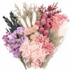 Natural Dried Flowers for Crafts, Colourful Flower Kit for Resin
