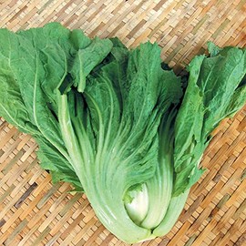 Chinese Mustard Seeds - 3 g Packet ~1458 Seeds - Non-GMO, Heirloom - Asian Garden Vegetable, Microgreens & Herb Gardening