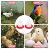 2PCS Chick Feeder,chicken Water Dispenser,chicken Feeders and Drinkers,Feed Water to