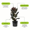 Ficus Burgundy Rubber Tree, Bush Form Live Tropical Plant (7GAL