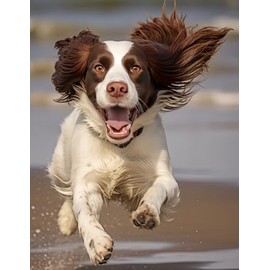 A4 Drawing And Writing Book: Sketchbook Gift For Girls And Boys Who Love Springer Spaniels