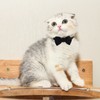 2 Pcs Velvet Bowtie Cat Collar with Bell Adjustable Breakaway