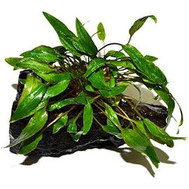 Live Plants on Driftwood | Aquatic Plants for Aquariums and Vivariums (Cryptocoryne (Medium))