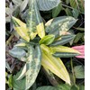 Tezula Plants Florikan 16-5-11 NPK MAX 180 Day Timed Release