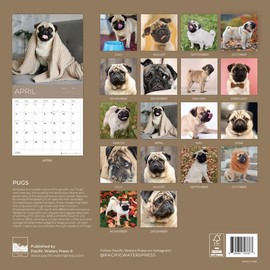 July 2025- December 2026 Pugs Wall Calendar 18 Month | 12" x 24" Open | Giftable Dog Calendar 2026 | Thick & Sturdy Paper for Organizing & Planning | Pacific Waters Press (Pugs)