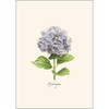 Earth Sky + Water - Hydrangea Notecard Set - 8