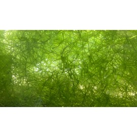Guppy Grass - Najas Guadalupensis Live Aquarium Freshwater Plants - 1 CUP