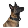 Collar Táctico Para Perro Con Parche De Datos Personalizado