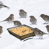 4 Pcs 7x7 Inch Metal Ground Bird Feeder Tray –
