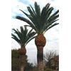Canary Island Date Palm Seeds for Planting (5 Seeds) -