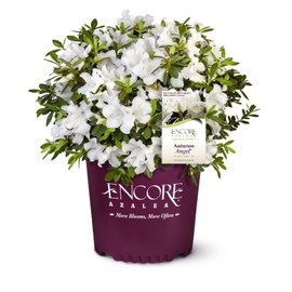 Encore Azalea Autumn Angel (2 Gallon) White Flowering Shrub - Full Sun Live Outdoor Plant - Evergreen Plants