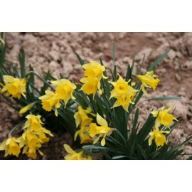Narcissus pseudonarcissus 'Lent Lily' / The Original Spring Blooming Yellow Trumpet Daffodil 10 Healthy Fresh Bulbs by The Southern Bulb Company