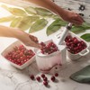 KADAX Plastic Cherry Pitter with Large Collection Container, Cherry Stone