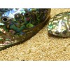 Sterling Silver Avalon Abalone Shell Pendant Necklace with 45cm Silver