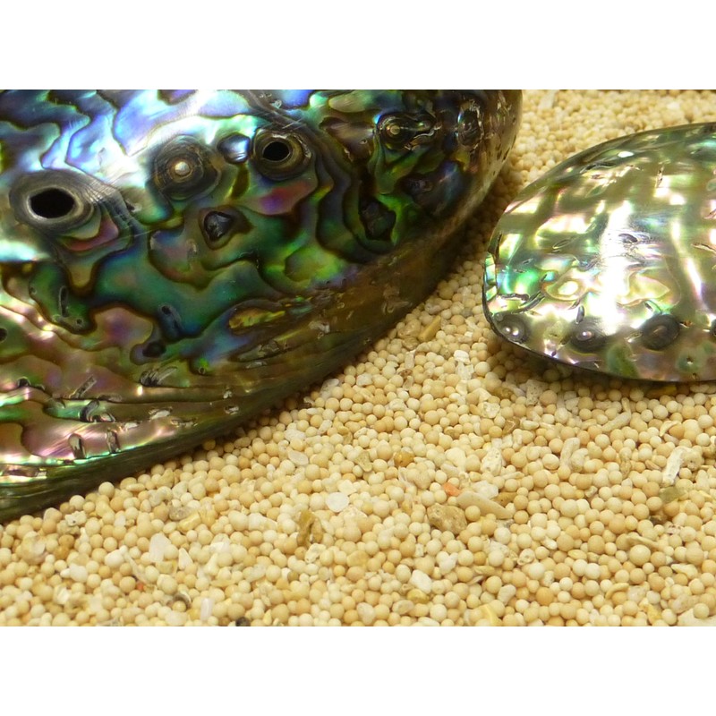 Sterling Silver Avalon Abalone Shell Pendant Necklace with 45cm Silver