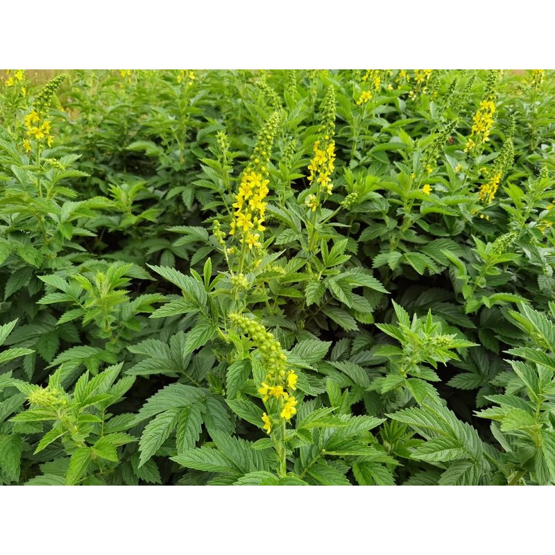 Lowhill Valley Agrimony Herb - Agrimonia eupatoria Herbal Tea –