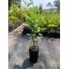 Tree Purple Althea (Rose of Sharon) Shrub - Live Plant
