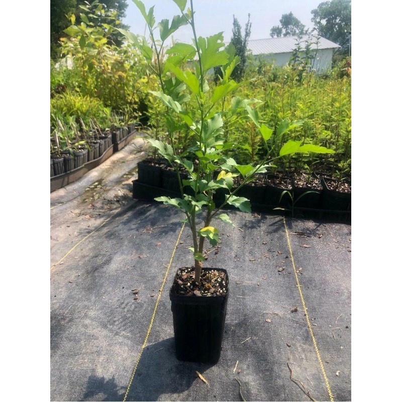 Tree Purple Althea (Rose of Sharon) Shrub - Live Plant