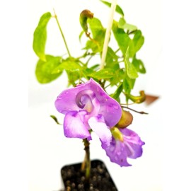 Snail Vine live plant in 2 inch pot ~ Vigna Caracalla ~ Fragrant ~ CA seller