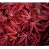 Suminagashi Japanese Maple 3 - Year Live Plant