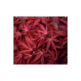 Suminagashi Japanese Maple 3 - Year Live Plant