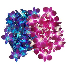 Miami Fresh Orchid Flower OrchidClub USA Sunne Tropical Loose Bloom DIY Lei Food Drink Decoration (50 Blue 50 Purple)