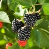 Triple Crown BlackBerry, Thornless BlackBerry Plants, 10 Ct