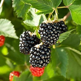 Triple Crown BlackBerry, Thornless BlackBerry Plants, 10 Ct