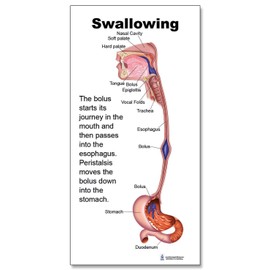 Blue Tree Publishing Swallowing anatomy education (5 x 11inch mini)