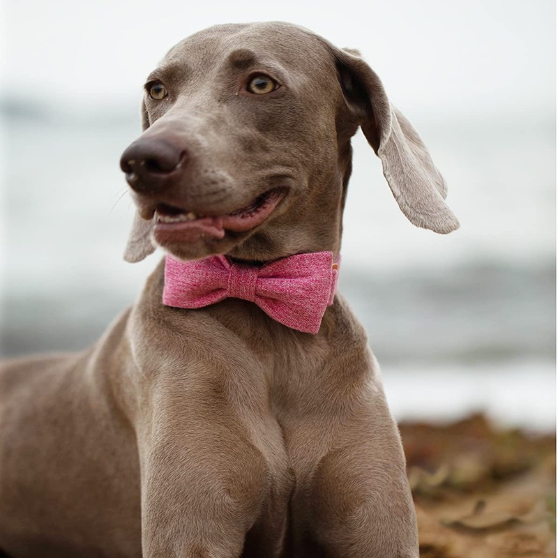 DOGWONG Cotton Dog Collar with Bow Pink Pet Collar Durable