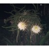 Cactus 10 Night Blooming Cereus Cactus Bulk Cacti Easy to