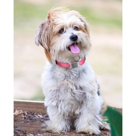 TagMe Reflective Nylon Dog Collars, Adjustable Classic Pet Collar with Quick Release Buckle for Small Dogs, Baby Pink, 2.0 cm Width